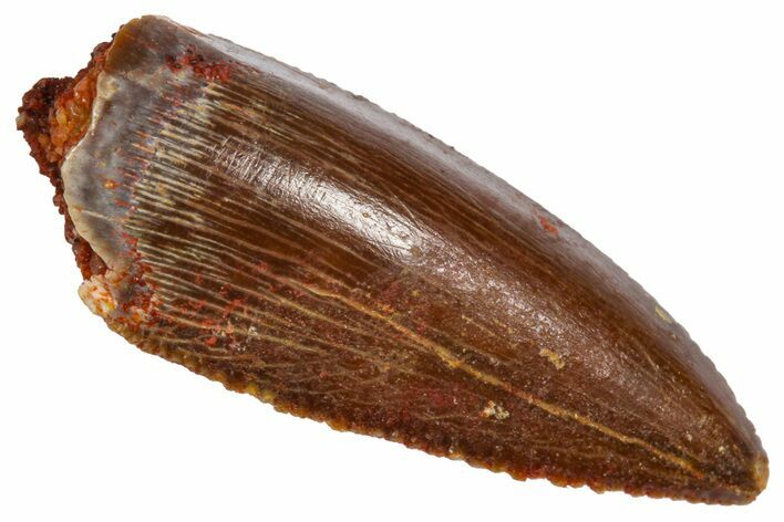 Serrated, Raptor Premaxillary Tooth - Real Dinosaur Tooth #360977